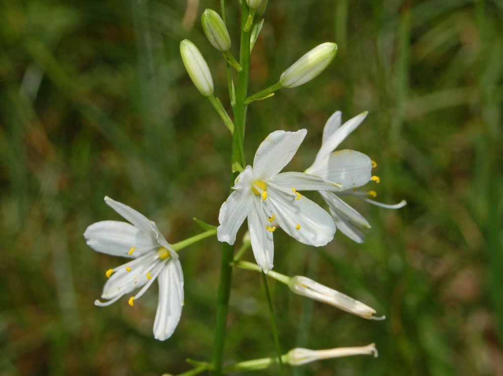 Anthericum ramosum / Lilioasfodelo minore